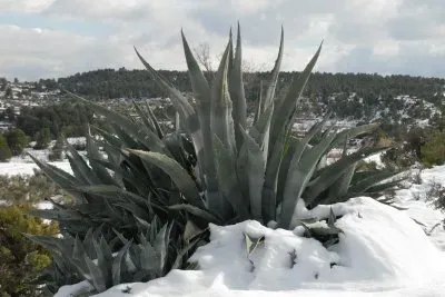 פאזל של NEVADA VALJUNQUERA