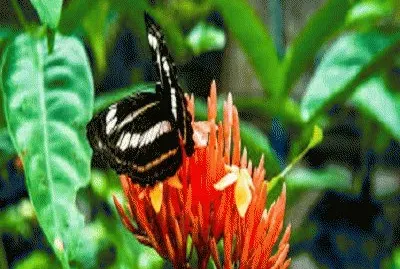 NATURALEZA VZLA