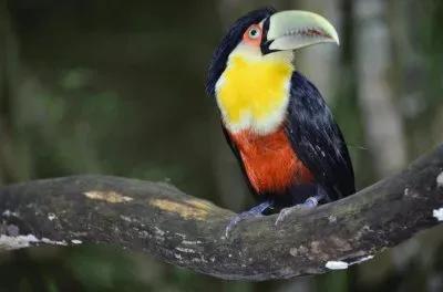 Tucano bico verde