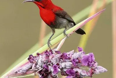 Crimson sunbird