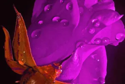 פאזל של imagens