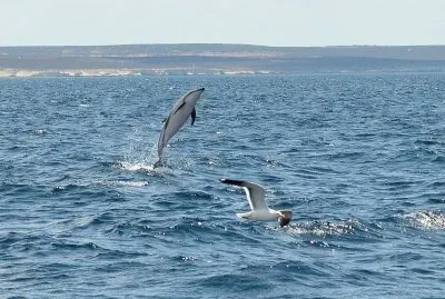 En Puerto Madryn. Chubut. Argentina