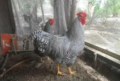 Galo Carijó