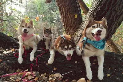 Perros y gato de paseo en el campo