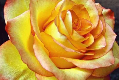 Yellow Gorgeous Rose jigsaw puzzle
