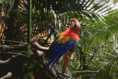 Guacamayo