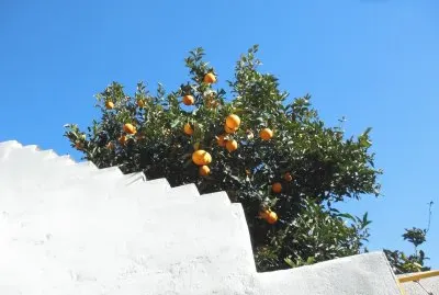 naranjas