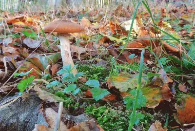 otoÃ±o