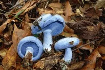 Lactarius indigo