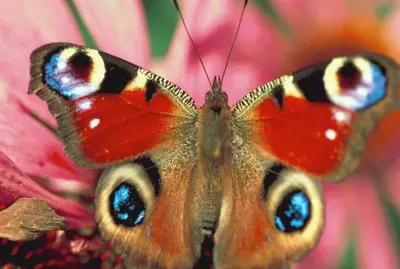Mariposa Pavo real