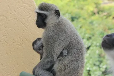 Wild Coast Monkeys jigsaw puzzle