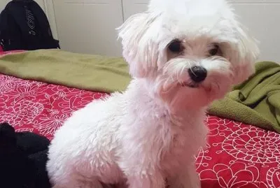 bichÃ³n maltÃ©s