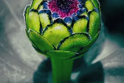 boton de flor