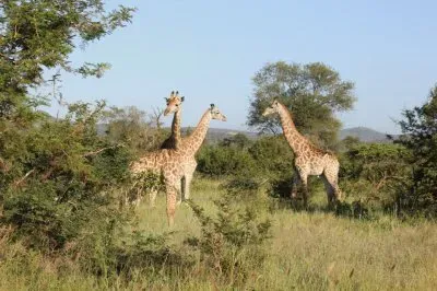 Girafas