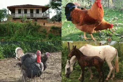 Galinhas, Peru e Cavalos