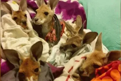 CrÃ­as de canguros en una cama