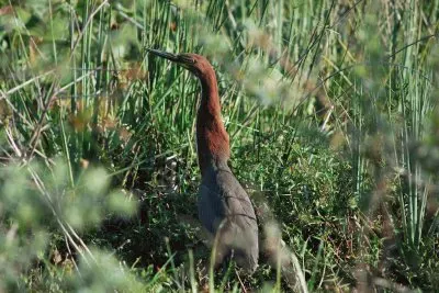 En Esteros del IberÃ¡. Corrientes. Argentina