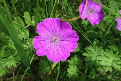 fleurs jigsaw puzzle