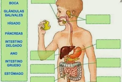 SISTEMA DIGESTIVO jigsaw puzzle