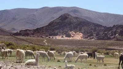 llamas salteÃ±as jigsaw puzzle