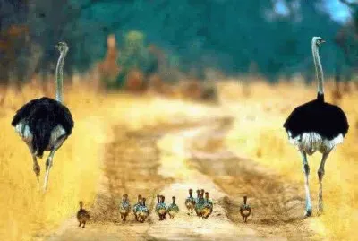 imagens jigsaw puzzle