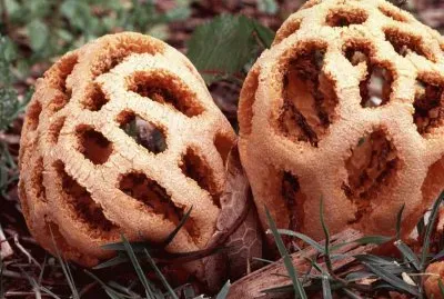 Latticework Fungus