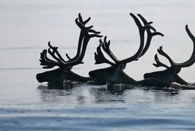 Alces en un lago de Finlandia