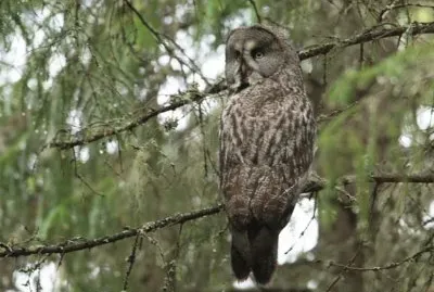 BÃºho de Finlandia