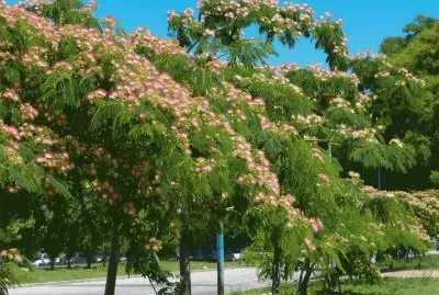 albizia julibrissin