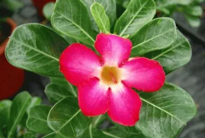 adenium obesum jigsaw puzzle