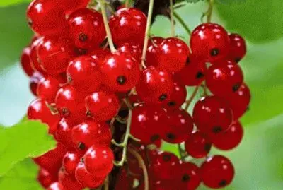 פאזל של imagens