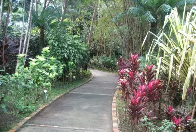 Garden Path - Puerto Rico