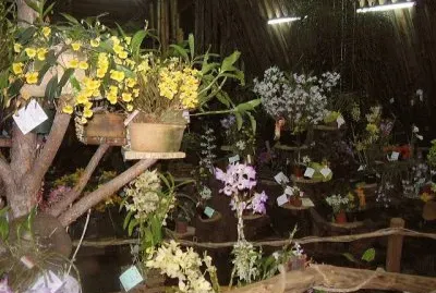 OrquÃ­deas en Montecarlo. Misiones. Argentina