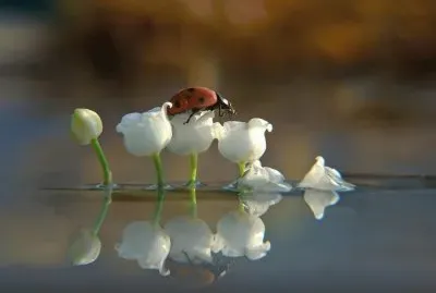 muguet et coccinelle