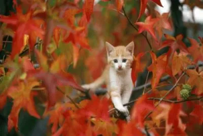 sept122014 jigsaw puzzle