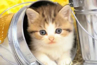 ×ž×ª×•×§×” jigsaw puzzle