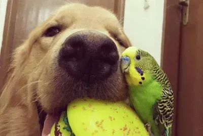 פאזל של ×—×—×—