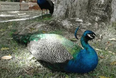 Pavão
