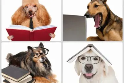 Perros inteligentes