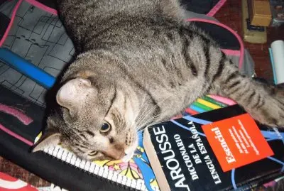 es mi gato se llama wifi y es estudiante