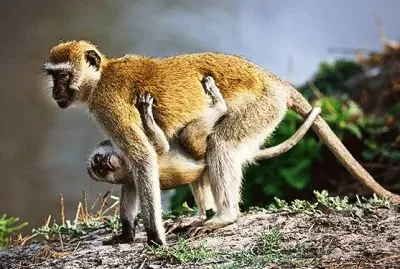 mom#220 jigsaw puzzle