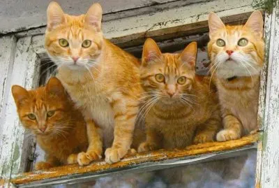 ×—×ž×•×“×™× jigsaw puzzle