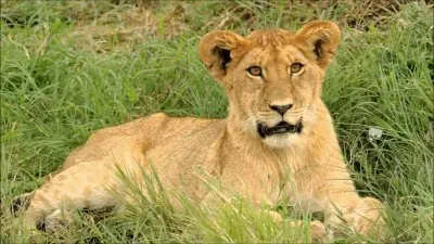 ×©×œ×™ jigsaw puzzle