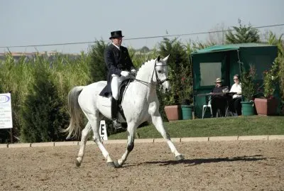 Dressage 1
