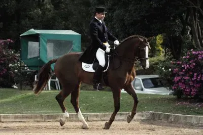Dressage 2 jigsaw puzzle