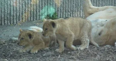 ×©×œ×™ jigsaw puzzle