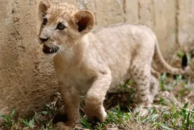 ×©×œ×™ jigsaw puzzle