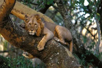 ×©×œ×™ jigsaw puzzle