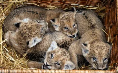 ×©×œ×™ jigsaw puzzle