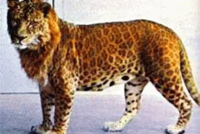 ×©×œ×™ jigsaw puzzle